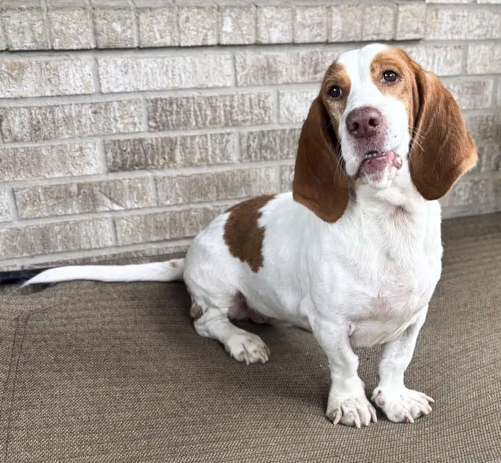Evie - Basset Hound
