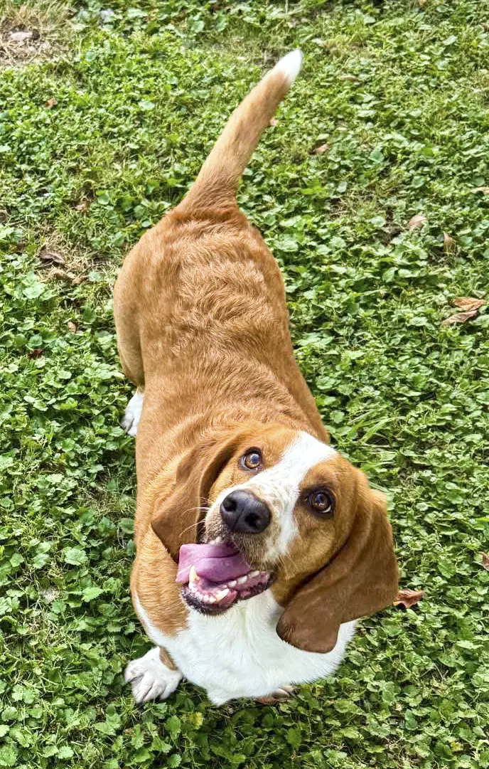 Grace - Adoption Pending image 4