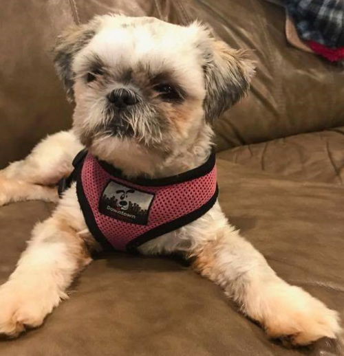 Sir Gizmo Deal