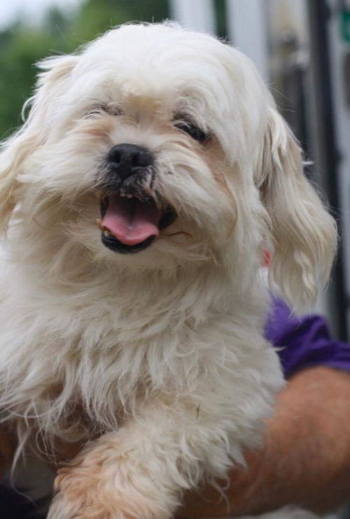 Snowball (kna St Louis)