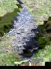 Graham