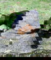 Graham