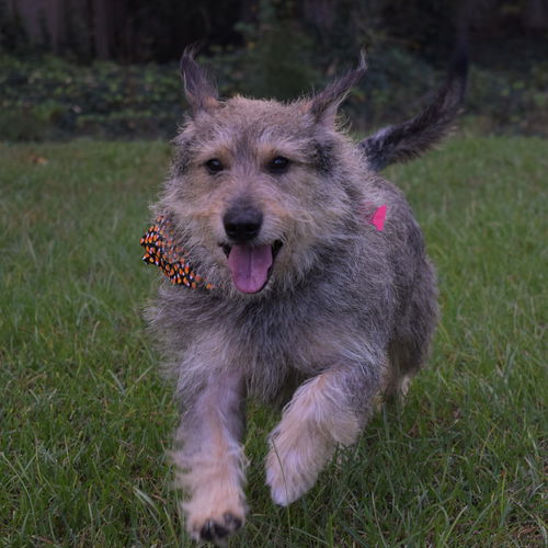Tom Sawyer (Foster to Adopt)