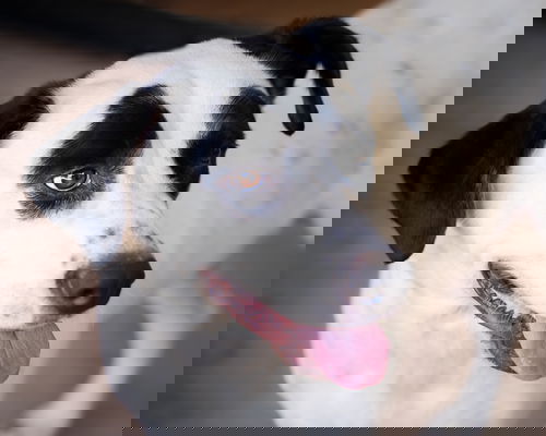 Gidget Oreo