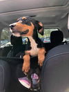 Rizzo (KNA Ruff)