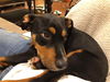 Rizzo (KNA Ruff)