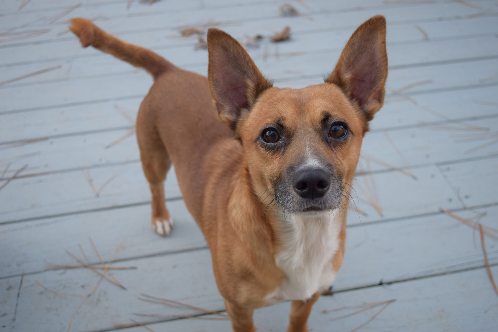 Jack russell chihuahua mix deals tan