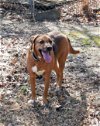 adoptable Dog in , NC named Elvis
