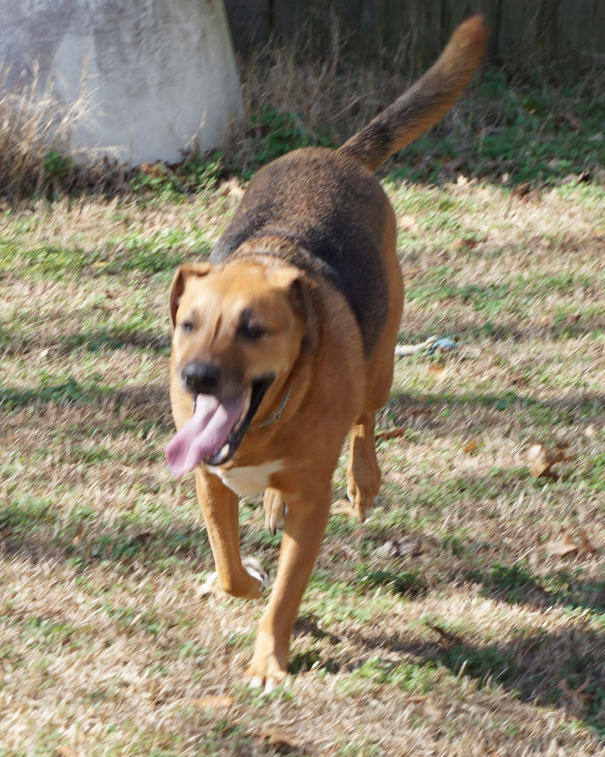 Elvis, photo 12