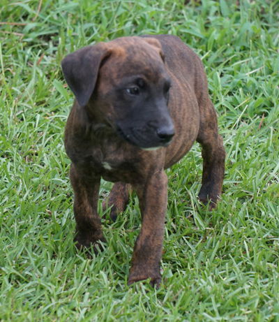 Cayden