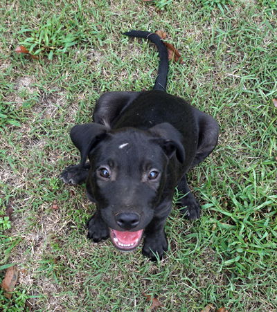 Toby Tyler (KNA Bubba)