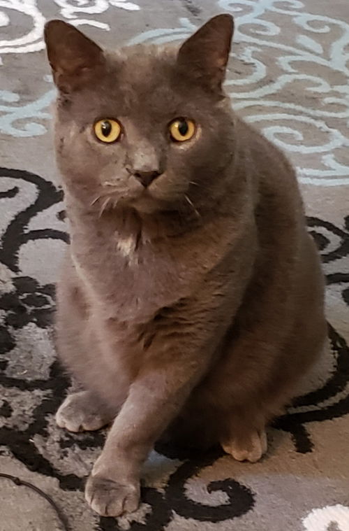 Greyfellow