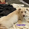 Cupcake (KNA Gracie)