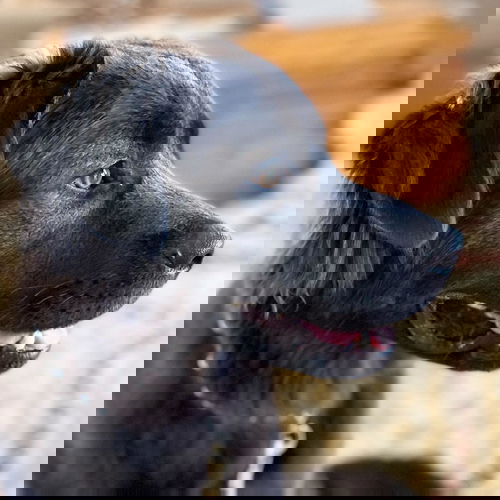 Chief Bogo