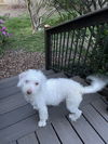 Toby
