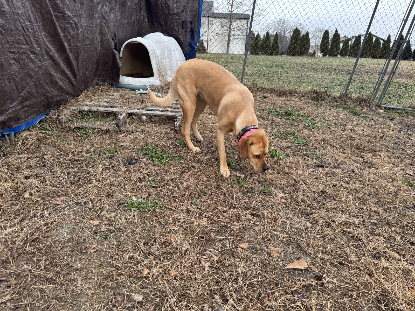 Peaches, photo 22