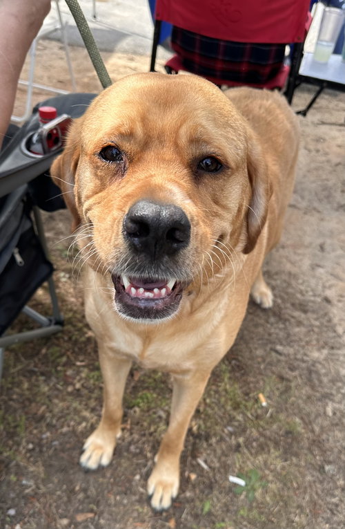 Peaches, an adoptable Labrador Retriever in Garner, NC