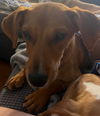 Woody