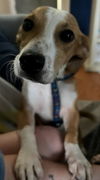 Rex