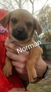 Norman