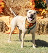 Charles Rocky - 