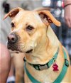 adoptable Dog in garner, NC named Charles Rocky