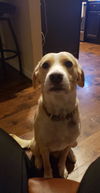 Sammy Joe