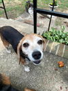 Poppy (NKA - Lucy)