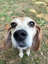 Poppy (NKA - Lucy)