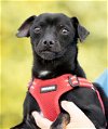 adoptable Dog in garner, nc, NC named Lucky