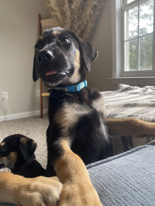 Dory (NKA - Lola)