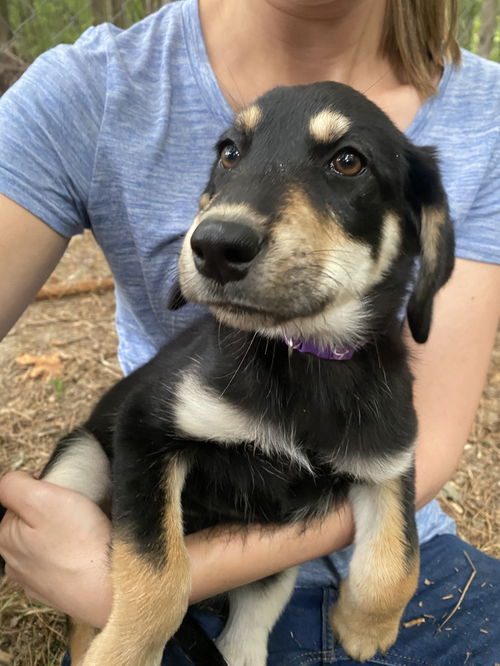 beagle doberman lab mix