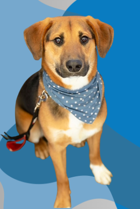 adoptable Dog in Garner, NC named Cooper (FKA Mayor (Phenix))
