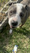 adoptable Dog in garner, NC named Bishop