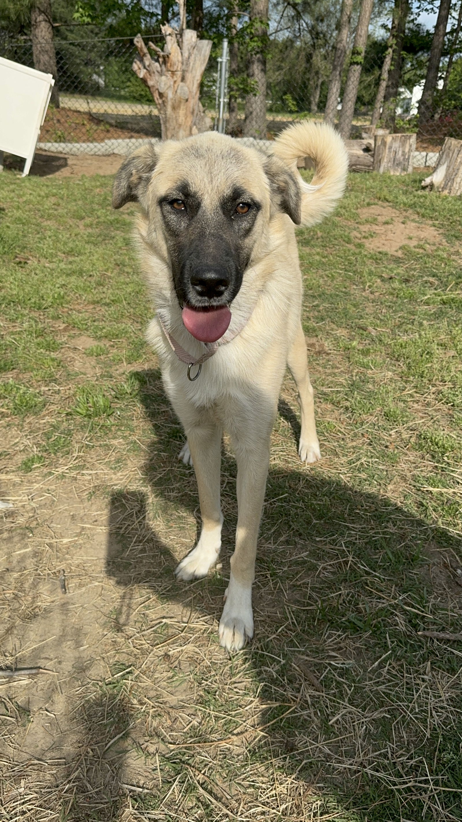 adoptable Dog in Garner, NC named Queenie (NKA Lucy)