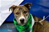 adoptable Dog in garner, nc, NC named Moose