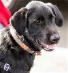 adoptable Dog in garner, NC named Rufus