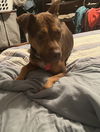 Princess Gracie