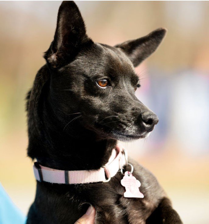 adoptable Dog in Garner, NC named Poppy Lee