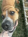 adoptable Dog in garner, NC named Star Dancer