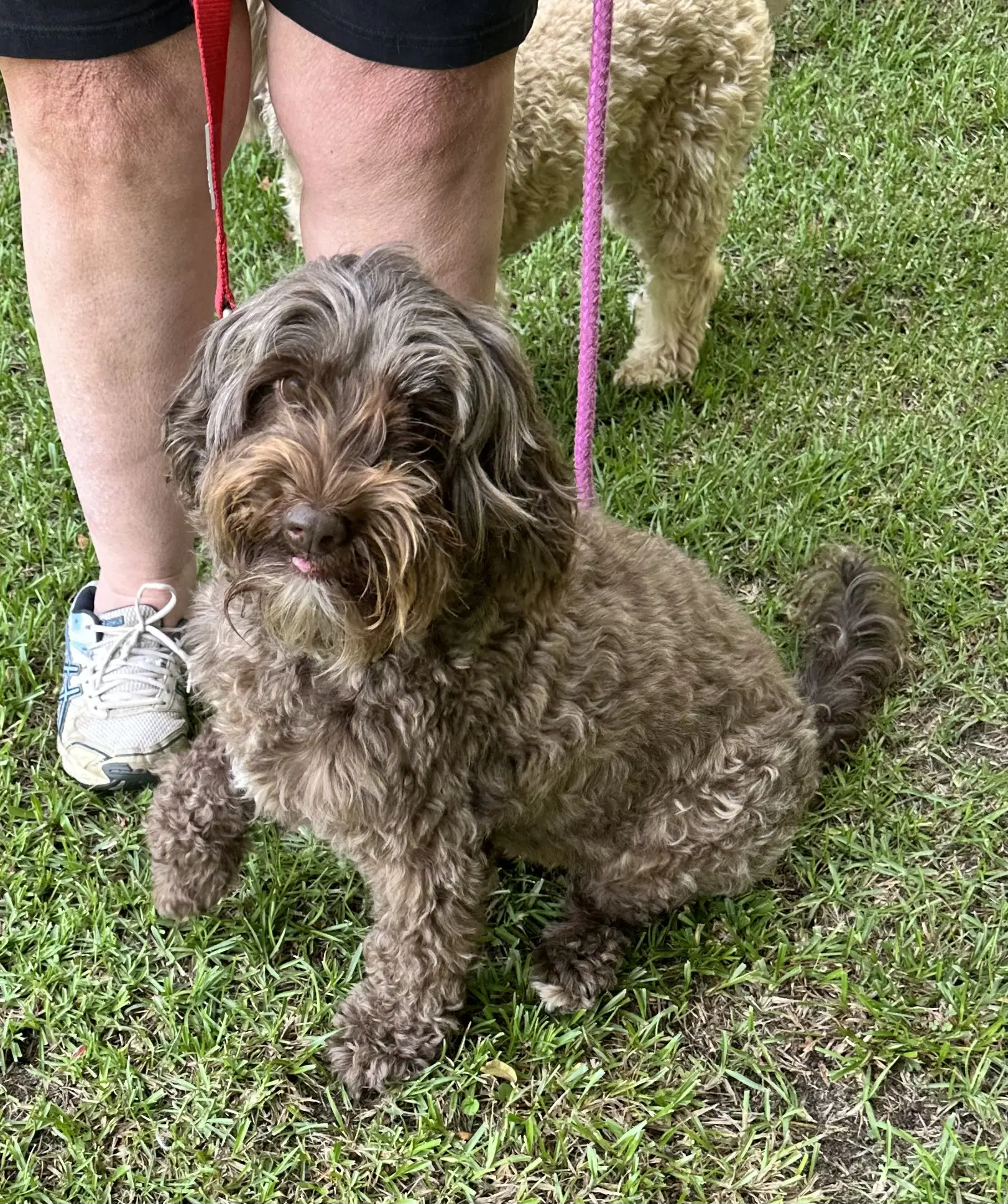 Coco - Aussie Doodle