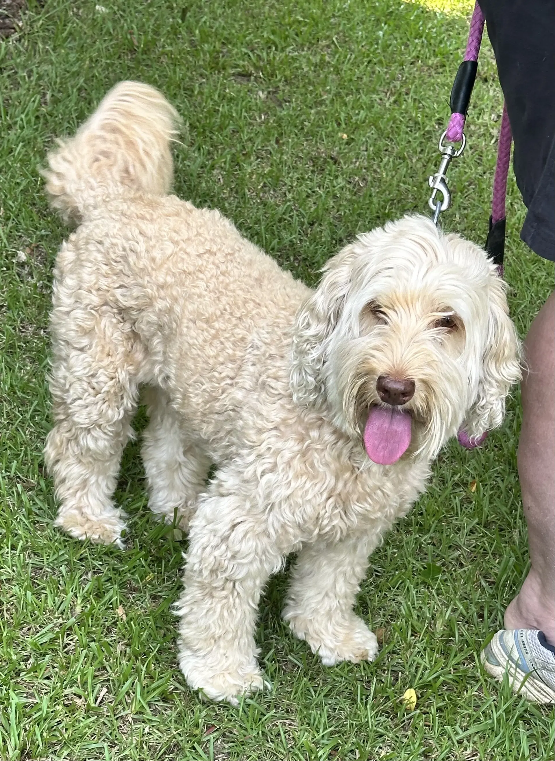 Bella Doodle - Poodle (Miniature)