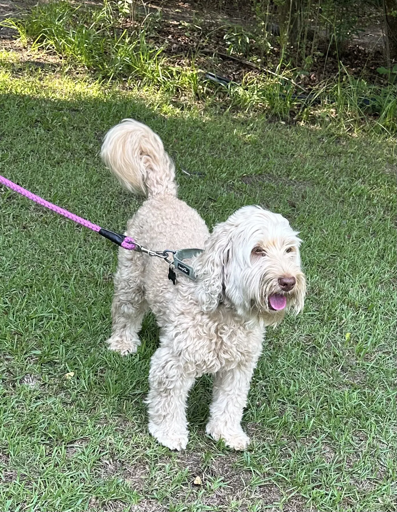 Bella Doodle image 3