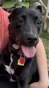 adoptable Dog in , NC named Charlotte