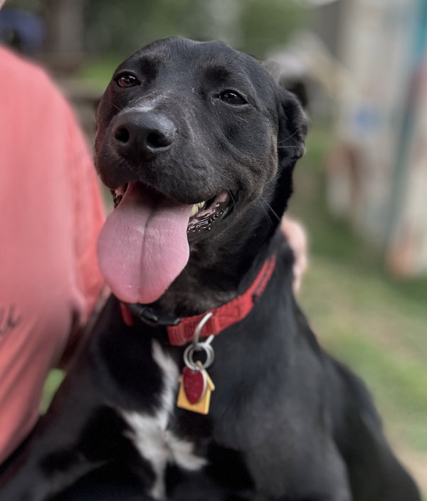 Charlotte (Foster to Adopt)
