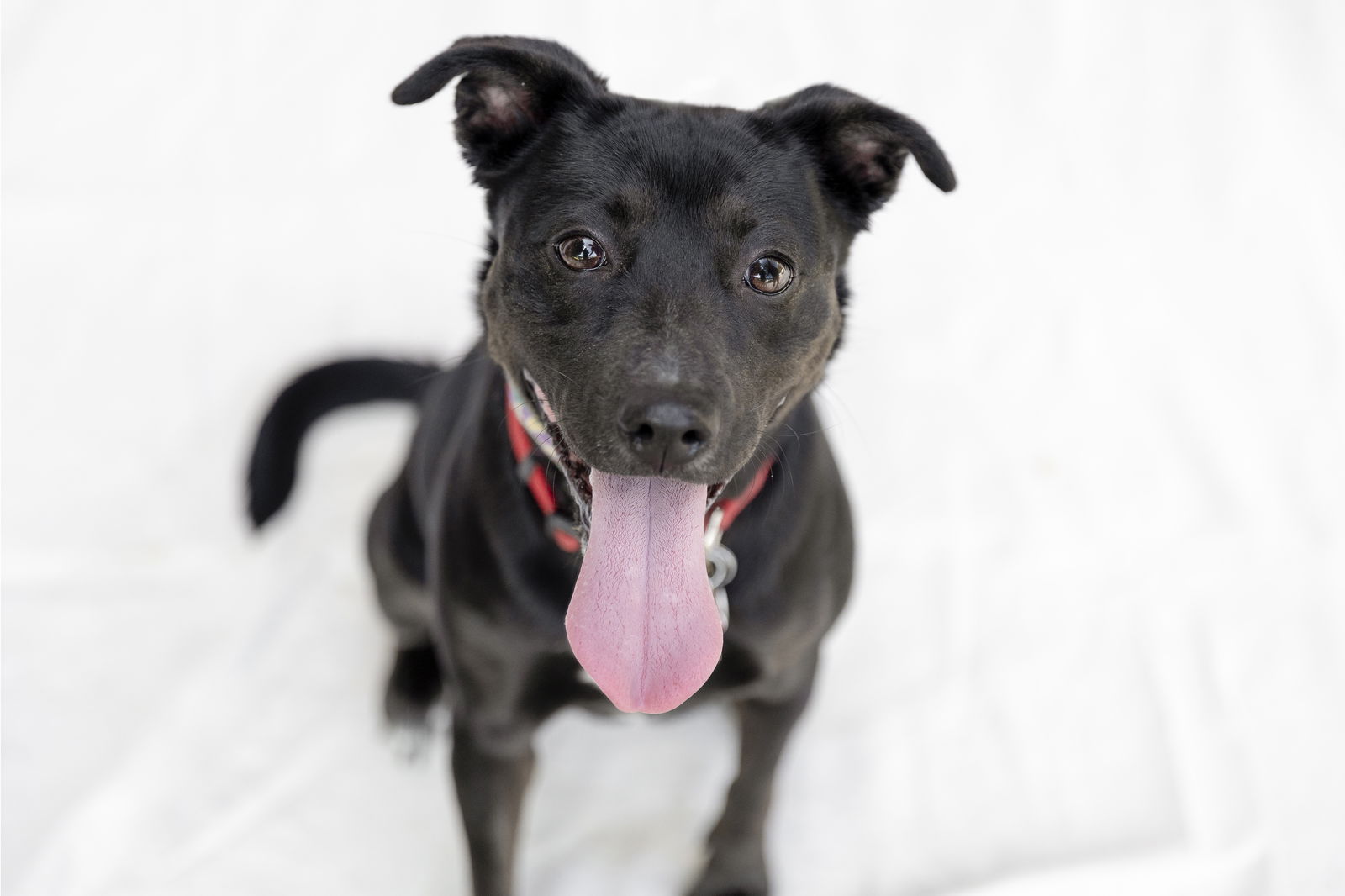 adoptable Dog in Garner, NC named Charlotte