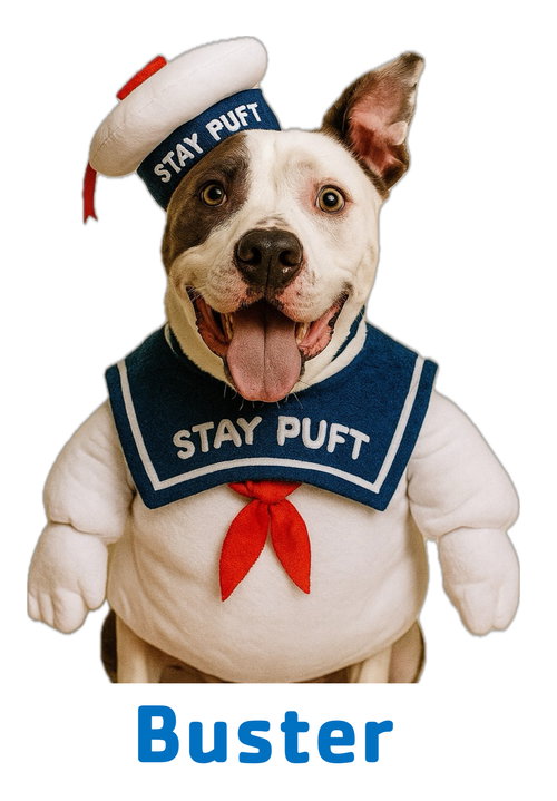 Buster - Foster to Adopt