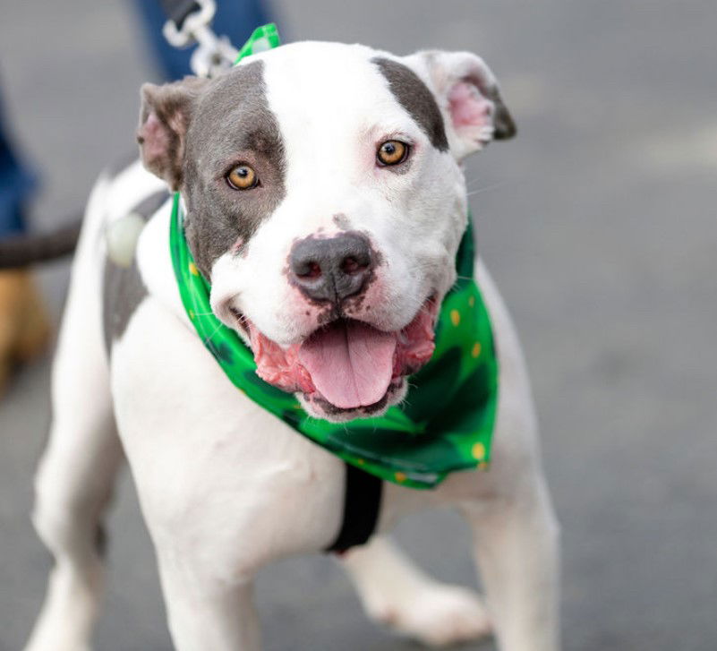 adoptable Dog in Garner, NC named Buster - Foster to Adopt