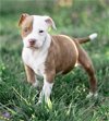 adoptable Dog in garner, NC named Valentine