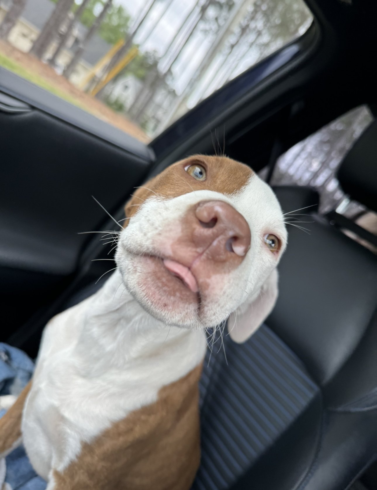 adoptable Dog in Garner, NC named Valentine